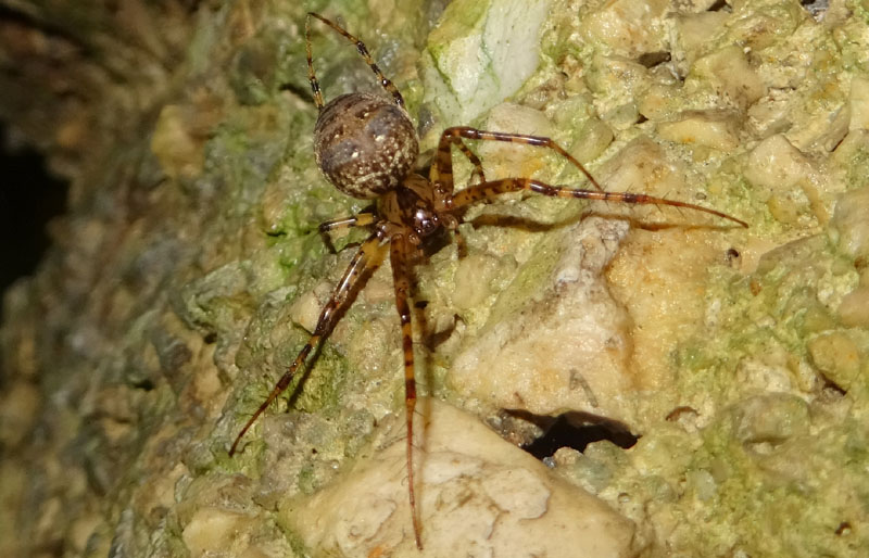 Metellina merianae - Villazzano (TN)